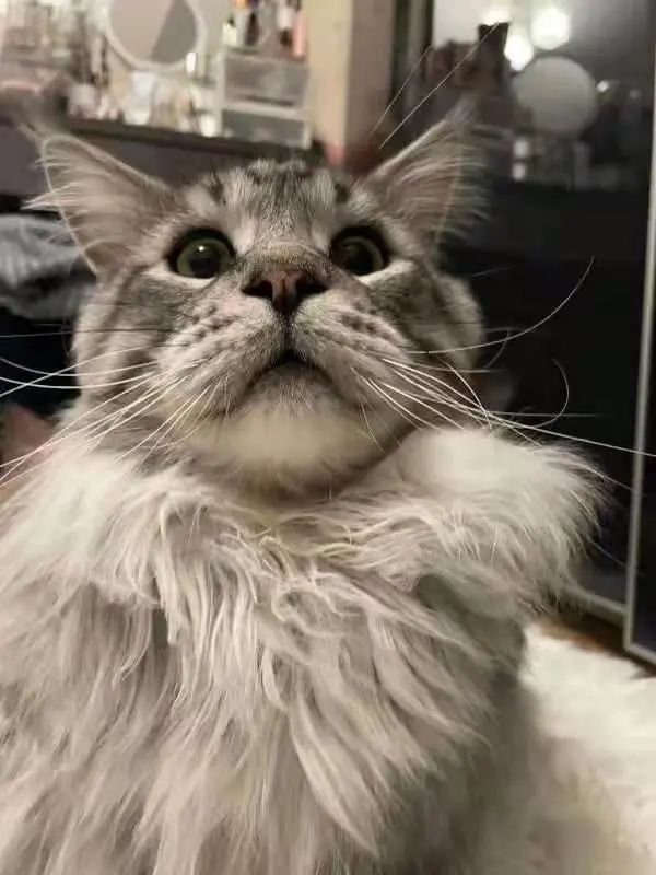 做了无数休闲游戏爆款后，他们现在要做独一无二的二次元联机竞技游戏