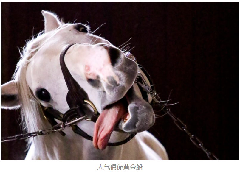 马术竞技游戏即将在日本市场迎来井喷时代？