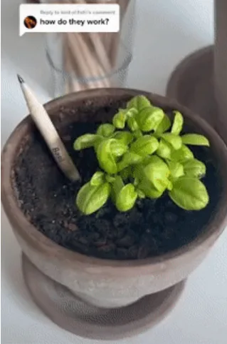 神奇铅笔可种植开花！品牌在TikTok涨粉15万，亚马逊一度卖断货