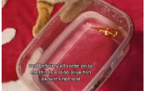 爆款猫玩具走红TikTok，5天播放破千万！