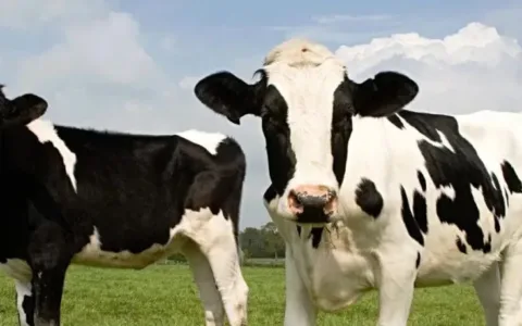 全网追捧！TikTok超4500万人围观，这头牛为什么这么火？