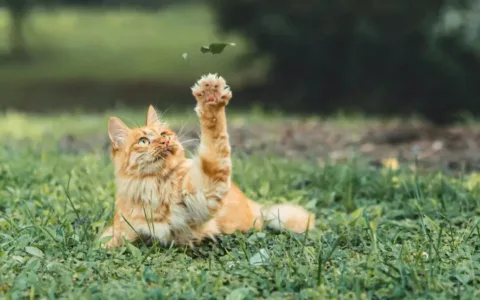 AI争“宠”，降维打击