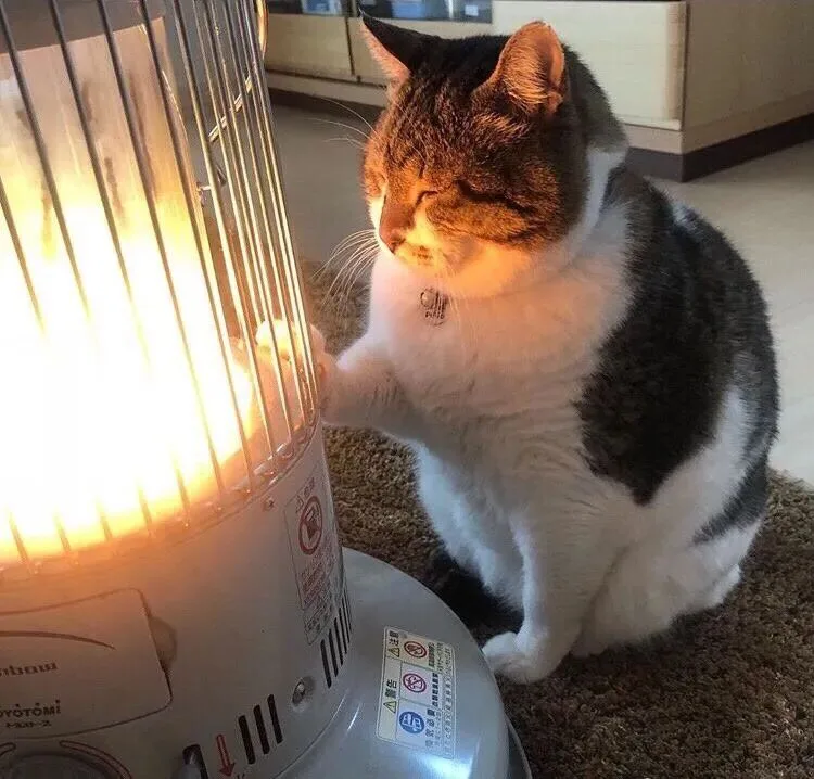 抢在蓝海变红海前，抓住这个45亿宠物取暖赛道｜跨境电商